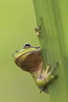 European tree frog (Hyla arborea) (Rana arborea) climbing on leaf of aquatic plant in reed bed