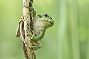 European tree frog (Hyla arborea) sits at reed stem