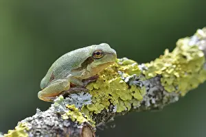 European tree frog (Hyla arborea) sitting on a lichen-covered branch in its natural environment