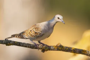 European turtle dove (Streptopelia turtur) sitting on a tree branch in a forest