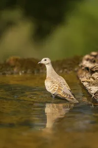 European turtle dove (Streptopelia turtur) at a water pool