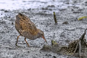 Category Wildlife DE Prints: European water rail (Rallus aquaticus) foraging along muddy pond shore at marshland in late summer
