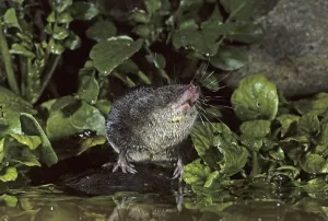 European Water Shrew (Neomys fodiens)