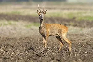 European or Western Roe Deer (Capreolus capreolus)