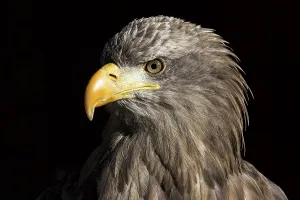 European White-tailed Eagle (Haliaeetus albicilla)