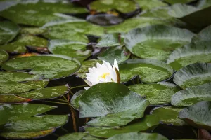 European white water lily (Nymphaea alba)
