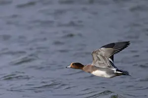 European wigeon (Mareca penelope)