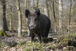 European wild boar (Sus scrofa scrofa)