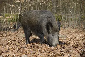 European wild boar (Sus scrofa scrofa)