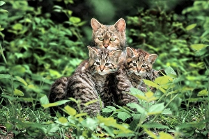 European Wild Cat (Felis silvestris) with kittens