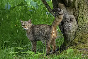 European wildcat, wild cat (Felis silvestris silvestris) spraying urine on tree for territorial marking in forest