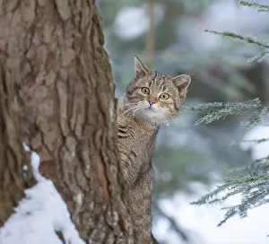 European wildcat (Felis silvestris)