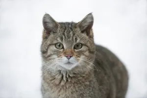 European wildcat (Felis silvestris)
