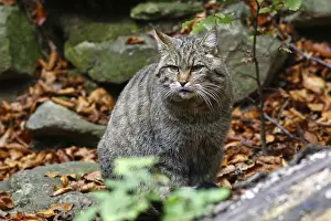 European Wildcat (Felis silvestris)