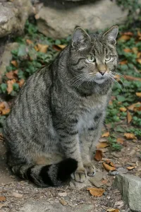 European wildcat (Felis silvestris)