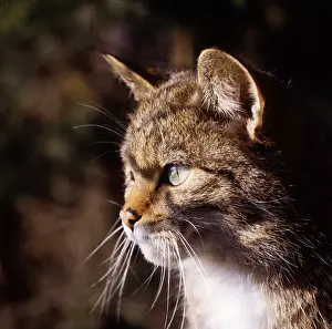 European wildcat (Felis silvestris)