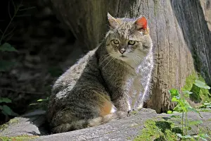 European wildcat (Felis silvestris)