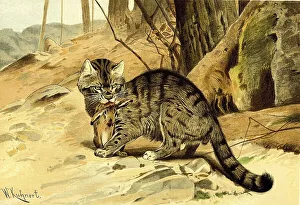 European wildcat (Felis silvestris) or forest cat