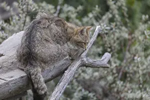 One European wildcat, Felis silvestris silvestris