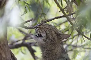 One European wildcat, Felis silvestris silvestris