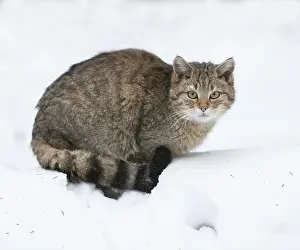 European wildcat (Felis silvestris) sitting in the snow and looking attentively