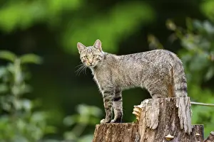 European wildcat (Felis silvestris) standing on a tree trunk
