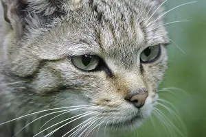 European wildcat (Felis sylvestris), captive
