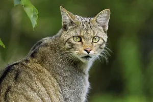 European wildcat or forest cat (Felis silvestris)