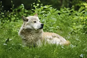 European wolf (Canis lupus lupus)