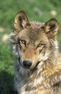 European Wolf (canis lupus), Portrait of Adult