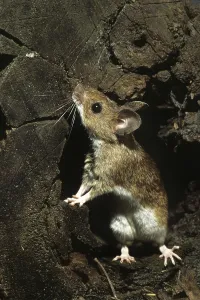 European wood mouse (Apodemus sylvaticus), Common field mouse foraging in tree trunk in forest, Belgium, Europe