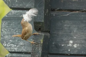 European wren (Troglodytes troglodytes) adult bird with a feather for nesting material in its beak on a garden shed