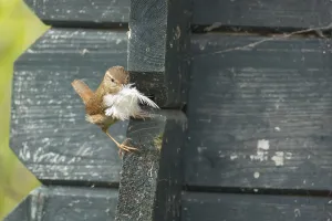 European wren (Troglodytes troglodytes) adult bird with a feather for nesting material in its beak on a garden shed