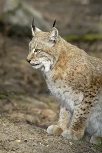 Europian lynx, lynx lynx