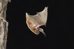 Evening Bat (Nycticeius humeralis)