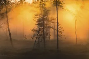 Evening fog in Stubba Nature Reserve