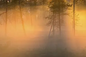 Evening fog in Stubba Nature Reserve