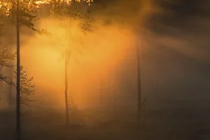 Evening fog in Stubba Nature Reserve