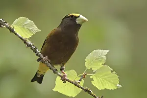 Evening Grosbeak (Hesperiphona vespertina) male