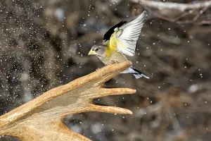 Evening Grosbeak male sitting on moose antlers in winter