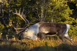In the evening light a reindeer bull (Rangifer tarandus) moves through the taiga