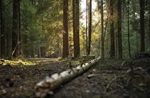 Evening light and shadows in the dense forest
