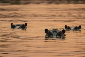 Evening mood, hippo (Hippopotamus amphibius) in the Okavango Delta