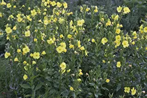 Evening primrose (Oenothera biennis)