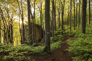 The evening sun shines through picturesque deciduous forest on the hiking trail above the Ith Cliffs