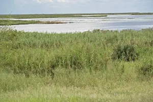 Everglades Alligator Habitat