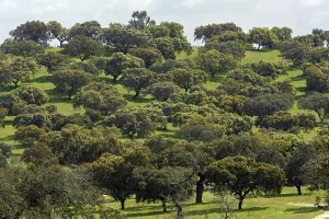 Evergreen Oaks, Extremadura, Spain
