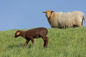 Ewe, lamb, brown, sheep, Elbe dike near Bleckede