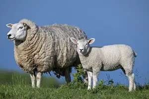 Ewe with lamb on the dyke, Hauke-Haien-Koog