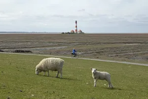 Ewe and lamb grazing on dyke in front of Westerhever lighthouse